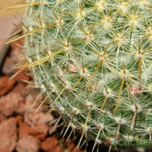 Una foto de Mammillaria muehlenpfordtii