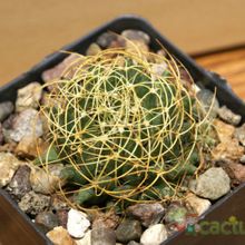 Una foto de Mammillaria decipiens ssp. camptotricha