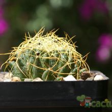 Una foto de Mammillaria decipiens ssp. camptotricha