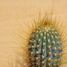 A photo of Micranthocereus estevesii