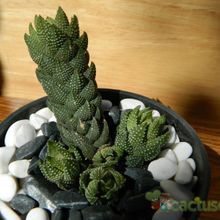 A photo of Haworthia coarctata