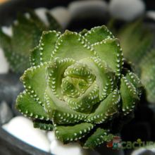 A photo of Haworthia coarctata