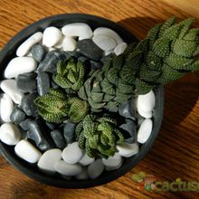 A photo of Haworthia coarctata