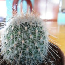 A photo of Mammillaria guerreronis