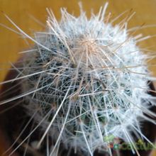 A photo of Mammillaria guerreronis