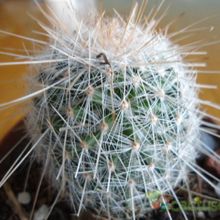 A photo of Mammillaria guerreronis