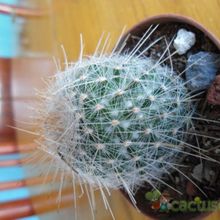 A photo of Mammillaria guerreronis
