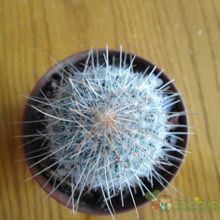 A photo of Mammillaria guerreronis