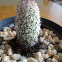 Una foto de Mammillaria sphacelata