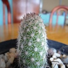 Una foto de Mammillaria sphacelata