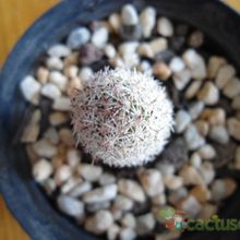 Una foto de Mammillaria sphacelata