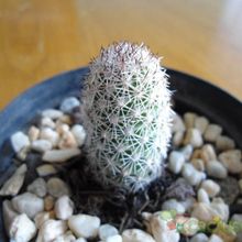 Una foto de Mammillaria sphacelata