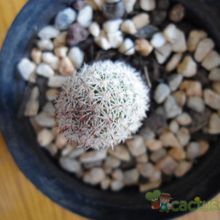 Una foto de Mammillaria sphacelata