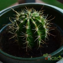 A photo of Coleocephalocereus goebelianus