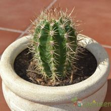 A photo of Coleocephalocereus goebelianus