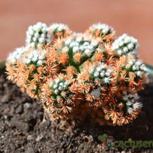 A photo of Mammillaria gracilis cv. Arizona Snowcap