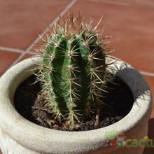 A photo of Coleocephalocereus goebelianus