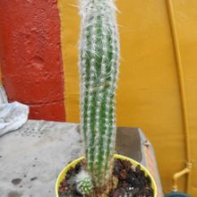 A photo of Oreocereus doelzianus