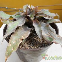 Una foto de Cryptanthus bivittatus