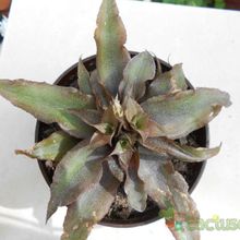 Una foto de Cryptanthus bivittatus