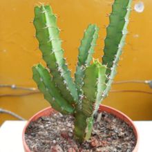 A photo of Euphorbia limpopoana