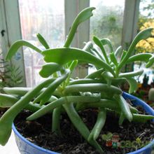 A photo of Rhombophyllum dolabriforme