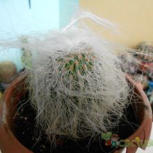 A photo of Cephalocereus senilis