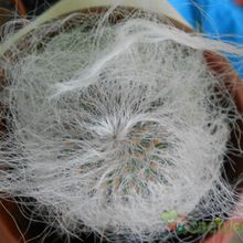 A photo of Cephalocereus senilis