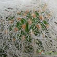 A photo of Cephalocereus senilis