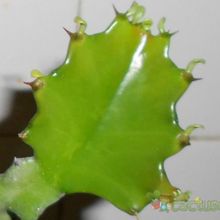 Una foto de Euphorbia tortilis