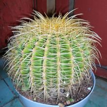 A photo of Echinocactus grusonii