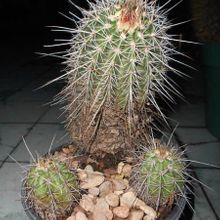 A photo of Echinocereus engelmanii