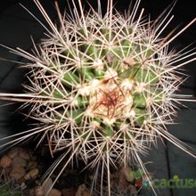 A photo of Echinocereus engelmanii