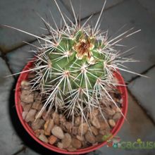 A photo of Echinocereus engelmanii