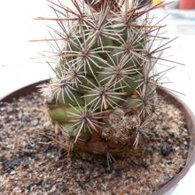 A photo of Coryphantha ottonis