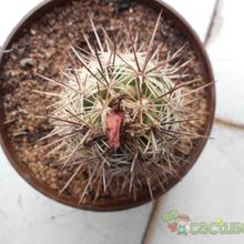 A photo of Coryphantha ottonis