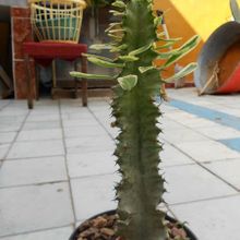 A photo of Euphorbia ammak