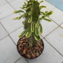A photo of Euphorbia ammak