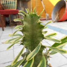 A photo of Euphorbia ammak