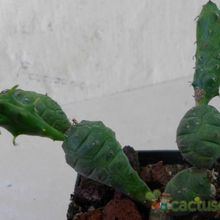 A photo of Euphorbia globosa