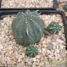 A photo of Euphorbia meloformis