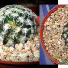 A photo of Mammillaria schiedeana