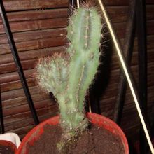 A photo of Cereus jamacaru fma. monstruosa