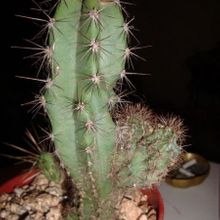 A photo of Cereus jamacaru fma. monstruosa