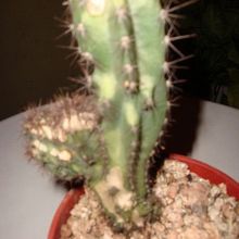 A photo of Cereus jamacaru fma. monstruosa