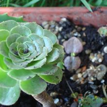 Una foto de Aeonium arboreum var. holochrysum