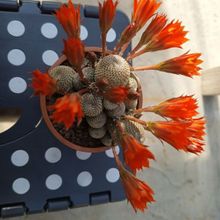 Rebutia heliosa