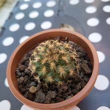 Photo of a cactus currently being identified