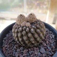 Photo of a cactus currently being identified