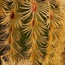 Photo of a cactus currently being identified